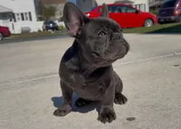 Juicy, a female French Bulldog for sale in Bethlehem, PA – Photo 2 of 4