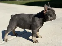 Teddy, a male French Bulldog for sale in Bethlehem, PA – Photo 1 of 7