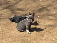 Teddy, a male French Bulldog for sale in Bethlehem, PA – Photo 5 of 7