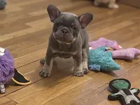 Teddy, a male French Bulldog for sale in Bethlehem, PA – Photo 2 of 7