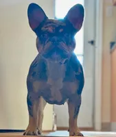 Teddy, a male French Bulldog for sale in Bethlehem, PA – Photo 6 of 7