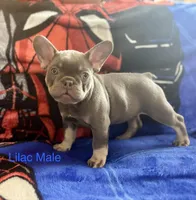 Teddy, a male French Bulldog for sale in Bethlehem, PA – Photo 3 of 7