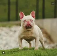 Teddy, a male French Bulldog for sale in Bethlehem, PA – Photo 7 of 7