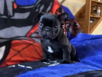 Mr. Black, a male French Bulldog for sale in Bethlehem, PA – Photo 4 of 7