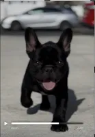 Mr. Black, a male French Bulldog for sale in Bethlehem, PA – Photo 1 of 7