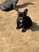Mr. Black, a male French Bulldog for sale in Bethlehem, PA – Photo 5 of 7