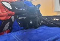 Mr. Black, a male French Bulldog for sale in Bethlehem, PA – Photo 3 of 7