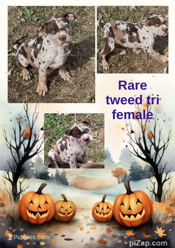 Big Girl – American Bully puppy for sale in London, KY