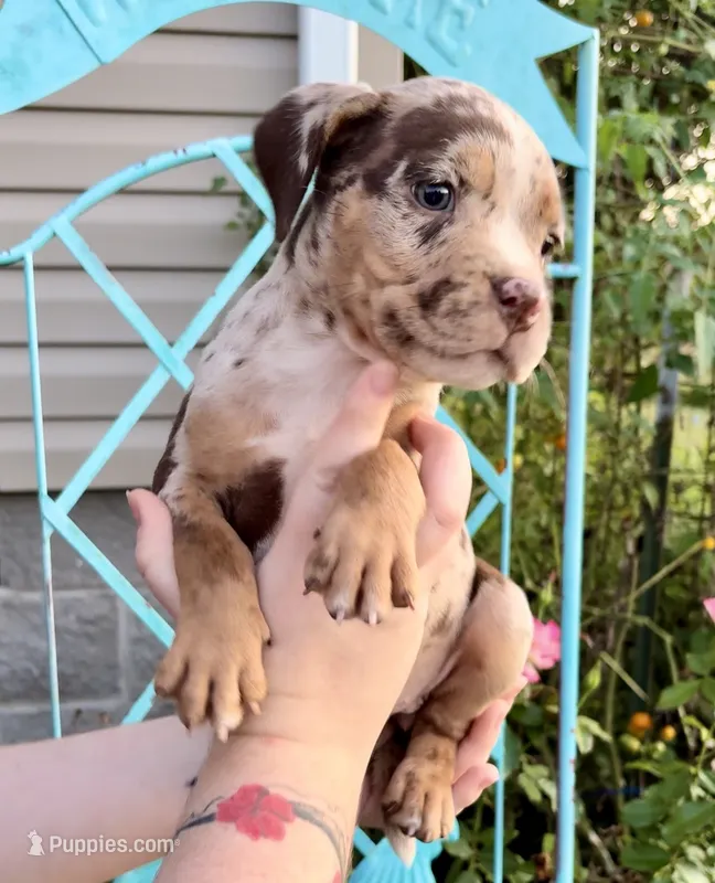 Splash  – American Bully puppy for sale in London, KY