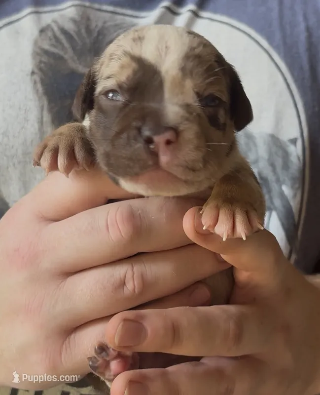 Sharkey  – American Bully puppy for sale in London, KY