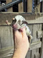 2 Face, a male American Bully for sale in London, KY – 4 of 6