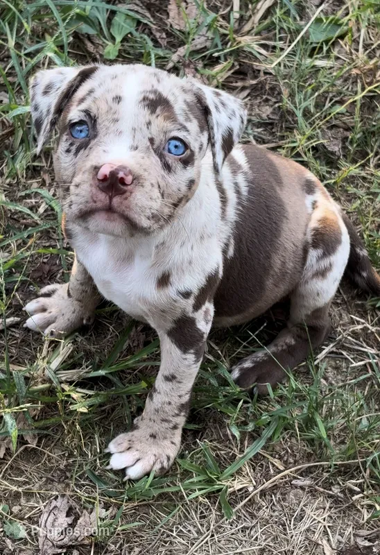 Blue eyes – American Bully puppy for sale in London, KY