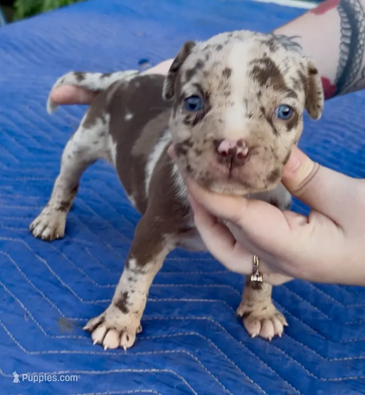 Peanut  – American Bully puppy for sale in London, KY