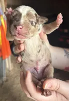 Sharkey , a male American Bully for sale in London, KY – 7 of 10