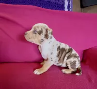 Crystal, a female American Bully for sale in London, KY – Photo 7 of 10