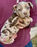 Crystal, a female American Bully for sale in London, KY – Photo 9 of 10