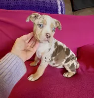 Crystal, a female American Bully for sale in London, KY – Photo 8 of 10