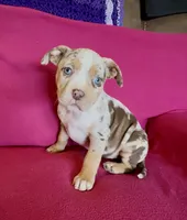 Crystal, a female American Bully for sale in London, KY – Photo 3 of 10