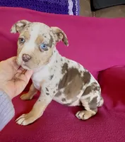 Crystal, a female American Bully for sale in London, KY – Photo 5 of 10