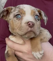 Crystal, a female American Bully for sale in London, KY – Photo 2 of 10