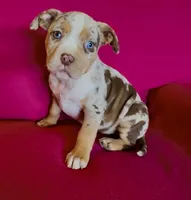 Crystal, a female American Bully for sale in London, KY – Photo 1 of 10