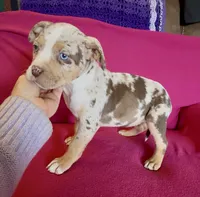 Crystal, a female American Bully for sale in London, KY – Photo 4 of 10