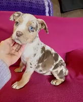 Crystal, a female American Bully for sale in London, KY – Photo 6 of 10