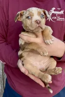 Crystal, a female American Bully for sale in London, KY – Photo 10 of 10