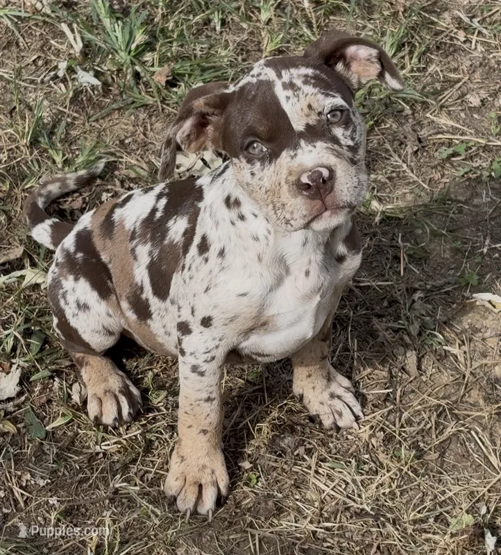 Big Girl – American Bully puppy for sale in London, KY