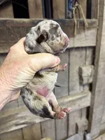 Splash , a female American Bully for sale in London, KY – 4 of 6