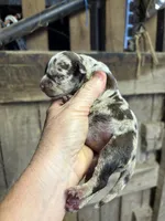 1/2 face , a female American Bully for sale in London, KY – 5 of 7