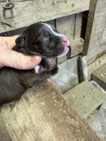 Bon Bon , a male American Bully for sale in London, KY – 3 of 6