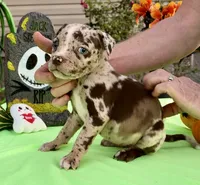 Blue eyes, a female American Bully for sale in London, KY – 8 of 10