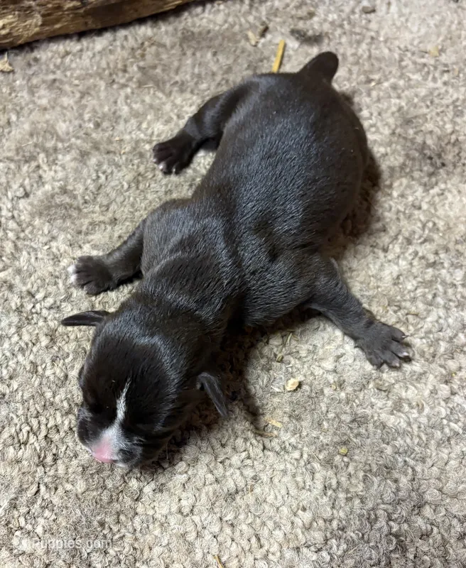 Bon Bon  – American Bully puppy for sale in London, KY