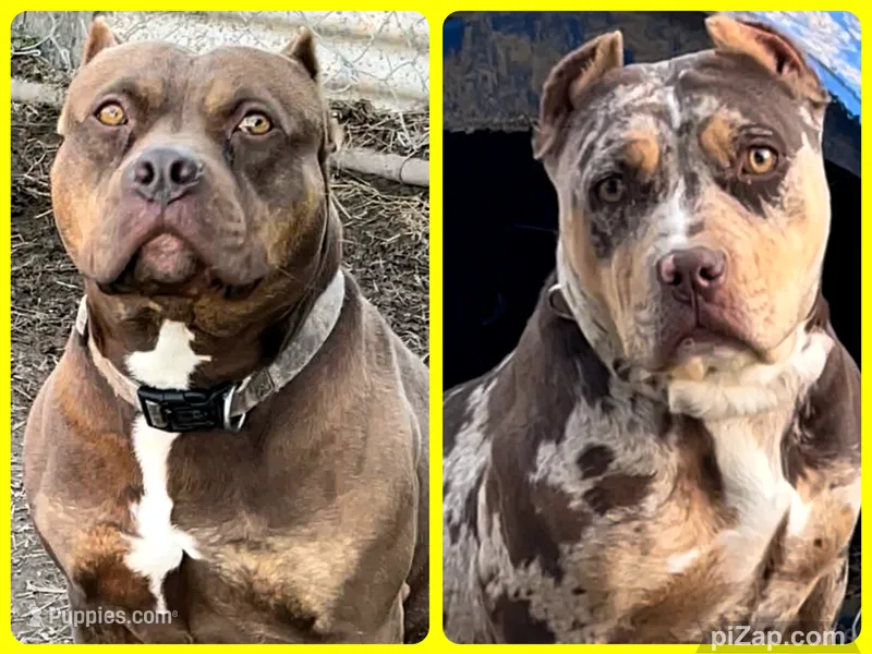 Ripley pup  – American Bully puppy for sale in London, KY