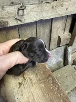 Bon Bon , a male American Bully for sale in London, KY – 2 of 6