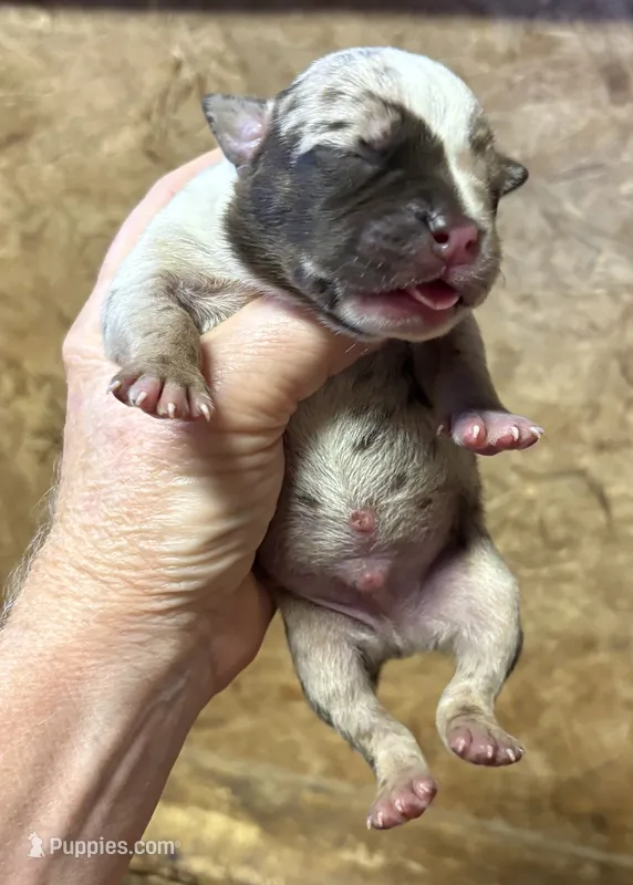 2 Face – American Bully puppy for sale in London, KY