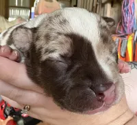 Sharkey , a male American Bully for sale in London, KY – 2 of 10