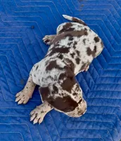 Big Girl, a female American Bully for sale in London, KY – 6 of 10