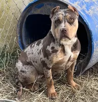 Ripley pup , a  American Bully for sale in London, KY – 3 of 3