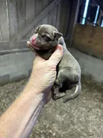 Chocolate tri boy, a male American Bully for sale in London, KY – 2 of 5