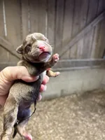 Chocolate tri boy, a male American Bully for sale in London, KY – 3 of 5