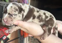 Big Girl, a female American Bully for sale in London, KY – 5 of 9