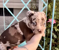 Blue eyes, a female American Bully for sale in London, KY – 9 of 10