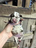 1/2 face , a female American Bully for sale in London, KY – 4 of 7