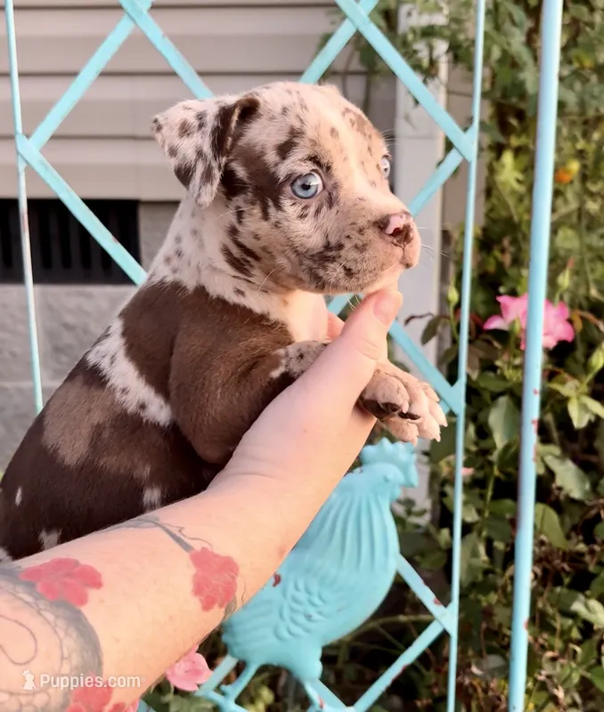 Blue eyes – American Bully puppy for sale in London, KY
