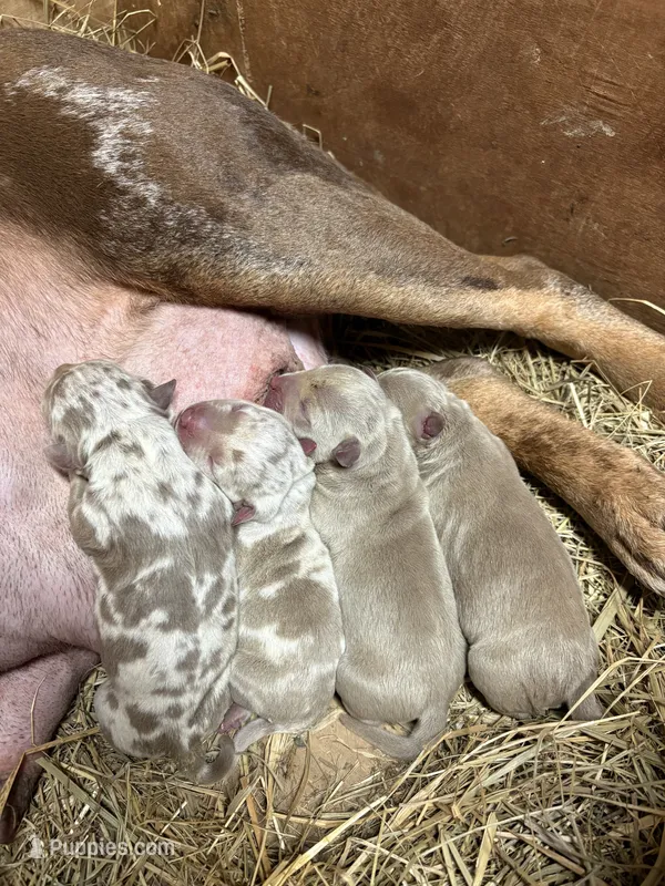 Champagne tri Merles – American Bully puppy for sale in London, KY