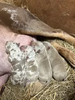 Champagne tri Merles, a male American Bully for sale in London, KY – 1 of 8