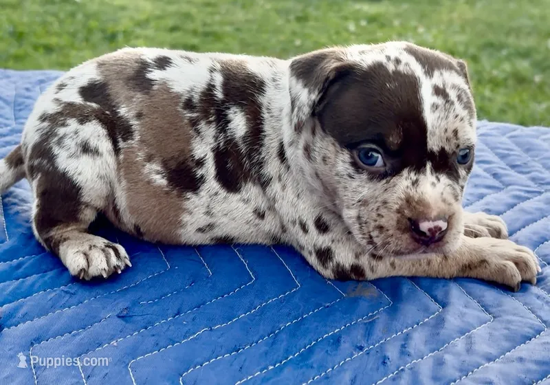 Big Girl – American Bully puppy for sale in London, KY