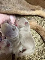Champagne tri Merles, a male American Bully for sale in London, KY – 2 of 8